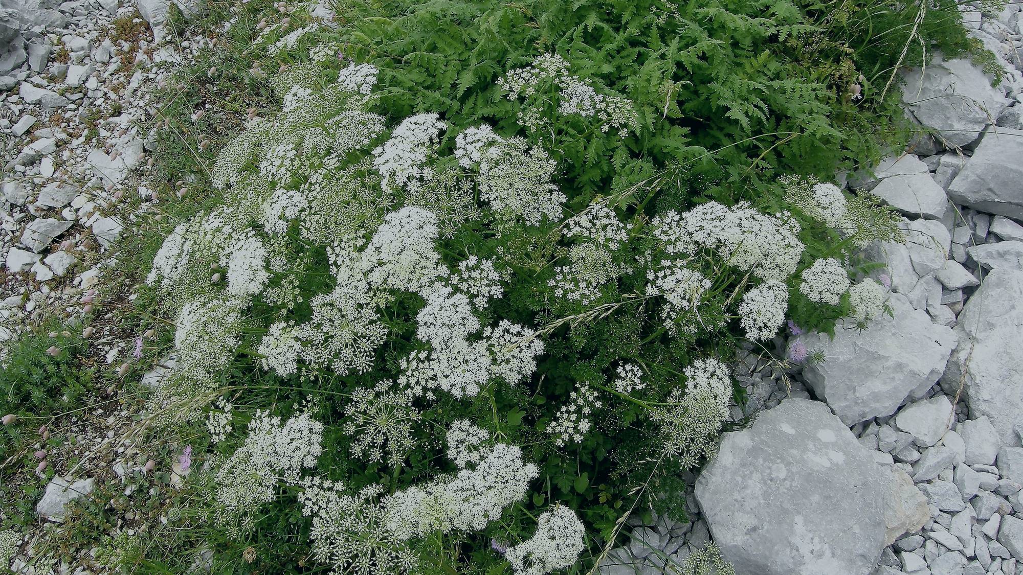 Pimpinella anisum, l’anis vert, en fleur : ombelles blanches et feuillage finement découpé.